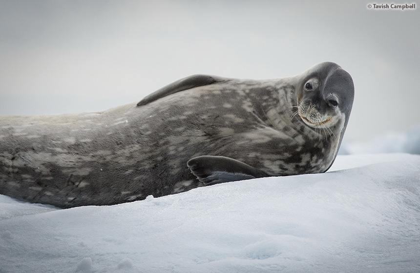 Antarctic_2020_11_Abenteuer und Wildtiere